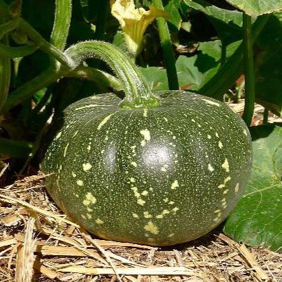 Small Pumpkin Image